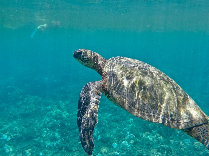 DCIM100GOPROG0173658.